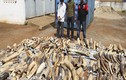 Togo bắt giữ 1,7 tấn ngà voi đang đến Việt Nam