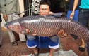 Xuất hiện cá trắm “khủng”, nặng hơn 24 kg