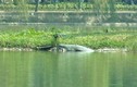 Cụ rùa Hồ Gươm ngoi lên bờ ngày đầu năm mới