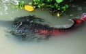 Cá nước ngọt lớn nhất hành tinh sinh sản tại Tây Ninh