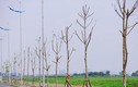 Hàng trăm cây chết khô trên tuyến đường 6.600 tỷ ở HN