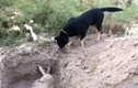 Nhói lòng cảnh chú chó dùng mũi đào huyệt chôn bạn
