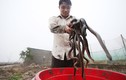 Tỷ phú 33 tuổi làm xiếc với đàn rắn mòng 2.700 con