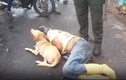 Video: Chú chó trung thành quyết bảo vệ chủ say xỉn nằm giữa đường 