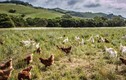 Nhờ nuôi gà lấy trứng, ông Tây thu nhập hơn 2.200 tỷ/năm