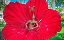 Hoàng Thùy loại hoa dâm bụt, đối thủ Miss Universe dùng ý tưởng này lại hot