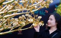 Ngắm cây mai mạ vàng 24k lớn nhất Việt Nam được chào bán 5,5 tỷ 