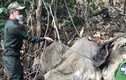 Xác định nguyên nhân voi chết tại rừng sâu ở Hà Tĩnh