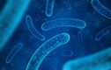 5 vi khuẩn có lợi với sức khỏe con người