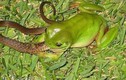 Cận cảnh ếch nguy hiểm nhất TG “xơi tái” rắn