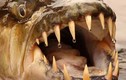  Cận cảnh hàm răng ghê rợn của những loài quái “khủng“