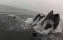 Kinh hoành cảnh cá voi suýt “nuốt gọn” thợ lặn