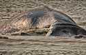 Cận cảnh 20 con cá sấu “tùng xẻo”... hà mã