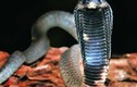 Top 10 loài rắn độc nguy hiểm nhất thế giới