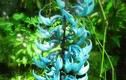  Những “kỳ hoa dị thảo” quái lạ nhất thế giới (3)
