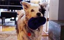 Chaser – chú chó thông minh nhất thế giới