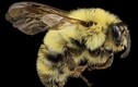 Ảnh hiếm những con ong đẹp chưa từng thấy