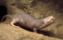 Chuột chũi châu Phi có thể miễn dịch với ung thư