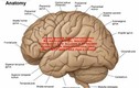 Những bí ẩn khó giải đáp về bộ não của con người