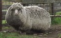 Con cừu lang thang có bộ lông nặng nhất thế giới