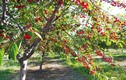 Thích thú với thu hoạch cherry ngay tại vườn