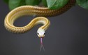 Hình ảnh độc trong làng nuôi 3 triệu con rắn/năm