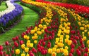 Bội thu với những vườn hoa tulip bắt mắt