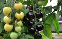 Độc đáo cà chua đen trắng giá hơn 130.000 đồng/cây