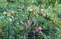 Phát sốt với cây kỳ lạ “đẻ” ra 40 loại quả độc
