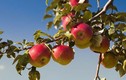 Tận mục cây táo cho 250 loại quả 