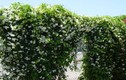 10 loại cây cảnh “vàng” nên trồng trên tường nhà