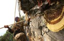 Hình ảnh thót tim cảnh lấy mật ong trên vách đá Himalaya