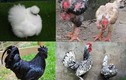 Những giống gà quý hiếm khiến đại gia Việt phát cuồng
