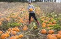 Tận mục trang trại trồng bí ngô khổng lồ cho lễ Halloween