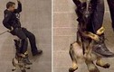 Chó cảnh sát “run như cầy sấy” khi luyện tập