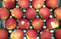 Xem quy trình thu hoạch và đóng gói táo ít biết