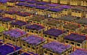 Tận mục chợ hoa tươi khổng lồ ở Hà Lan