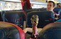 Hành khách chơi ngông mua vé cho gà đi máy bay
