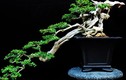 Ngắm bonsai dáng độc hút hồn người xem