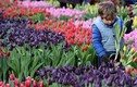 Mê mẩn vườn hoa tulip siêu khủng