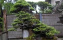 Ngắm những tuyệt tác bonsai của nghệ nhân Nhật Bản