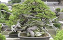 Những chậu bonsai “khủng” khiến dân chơi thích mê