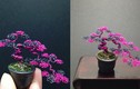 Cây bonsai từ dây kim loại khiến người xem thích mê