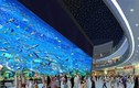 Hình ảnh choáng trong TTTM siêu khủng Dubai Mall