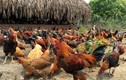 Trang trại 6.000 con gà sạch nuôi theo kiểu “nhà giàu”