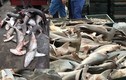 Sốc cảnh cá mập đầu búa bày bán la liệt tại chợ cá