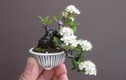 Mê mẩn những chậu bonsai mini nằm trong lòng bàn tay