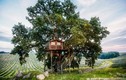 Ngắm ngôi nhà trên cây tuyệt đẹp ở Italy