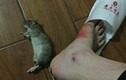 Sốc nặng chuột cắn chảy máu chân khách trong khách sạn hạng sang