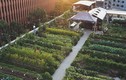 Tận mục những nhà hàng tự trồng vườn rau trên tầng thượng